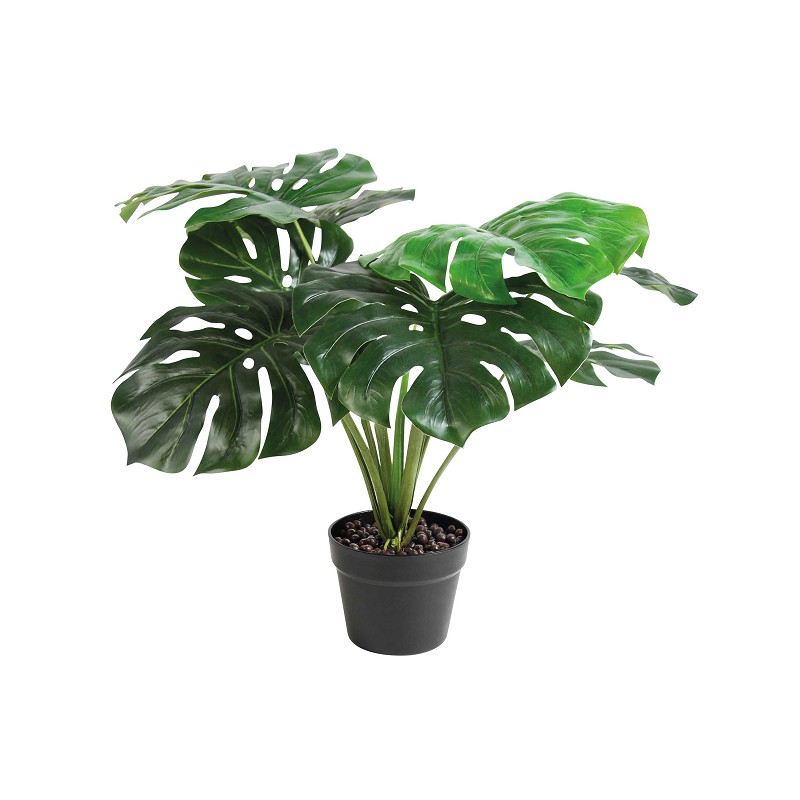 Plant Monstera - Plants and cacti - & klevering ws.